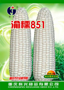 突破性糯玉米品種渝糯851通過國家審定